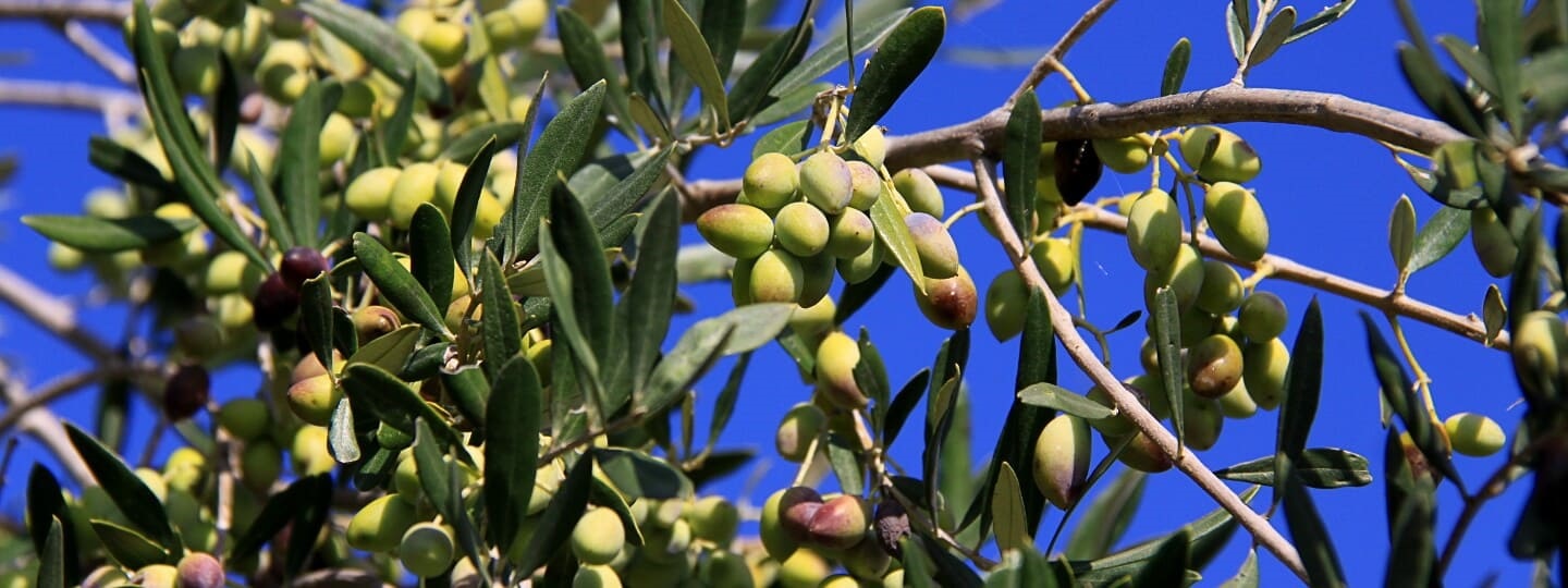 Koroneiki Oliven - Grüne Oliven am Baum