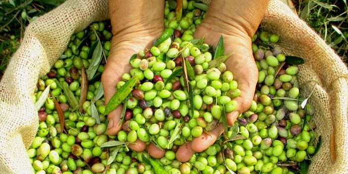 Griechische Olivensorten - Koroneiki Oliven Olivenernte Griechenland