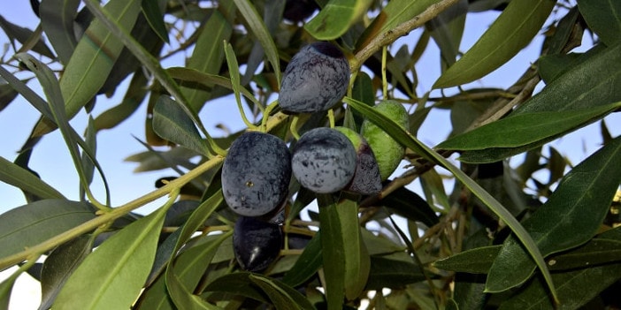 Griechische Olivensorten - Kalamata Oliven am Baum