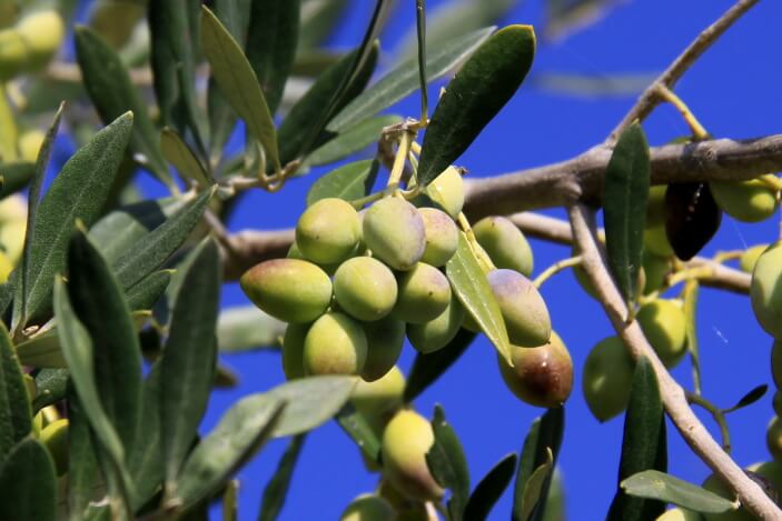 Grüne Oliven - Olivensorten Griechenland