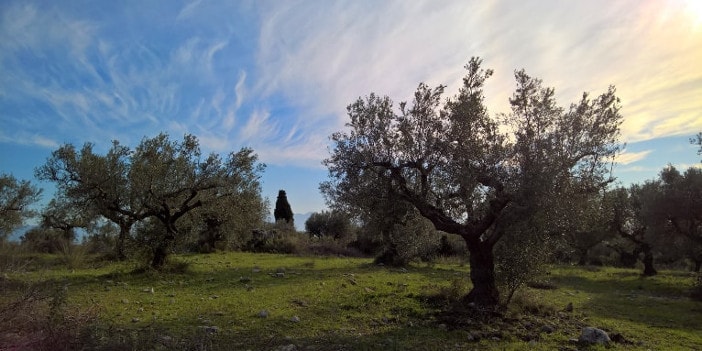 Klima und Boden haben großen Einfluss auf die Qualität des Olivenöls