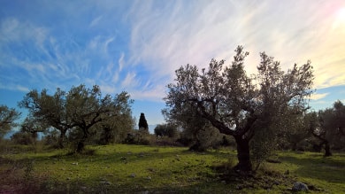 Das Klima bestimmt die Olivensorten in Messenien