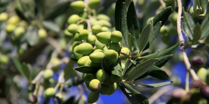 Frische Koroneiki Oliven aus Griechenland - bestes Olivenöl nativ extra