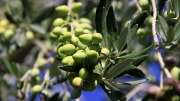 Frische Koroneiki Oliven aus Griechenland - bestes Olivenöl