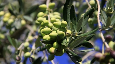 Backen mit Olivenöl - Welches Öl zum backen