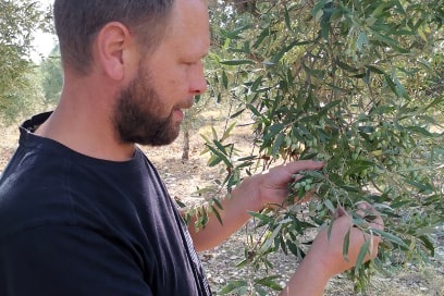 Koroneiki Oliven