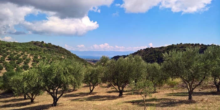 Taste of Koroni besitzt in Griechenland Olivenhaine und produziert griechisches Olivenöl nativ extra