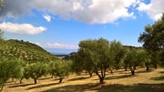 Unsere griechischen Olivenhaine, Peloponnes, Griechenland - Taste of Koroni