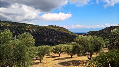 Unsere Olivenhaine: Olivenanbaugebiet rundum Koroni, Ploponnes, Griechenland