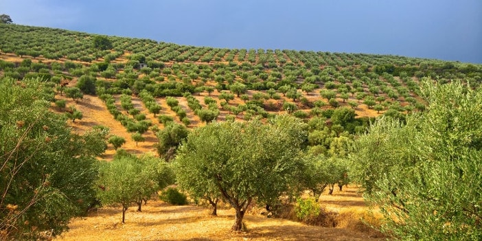 Olivenhaine - Ammos hier produziert Taste of Koroni griechisches Olivenöl