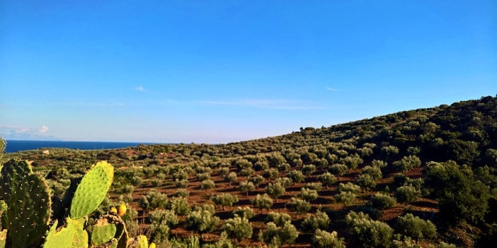 Olivenhaine, Messinia, Griechenland