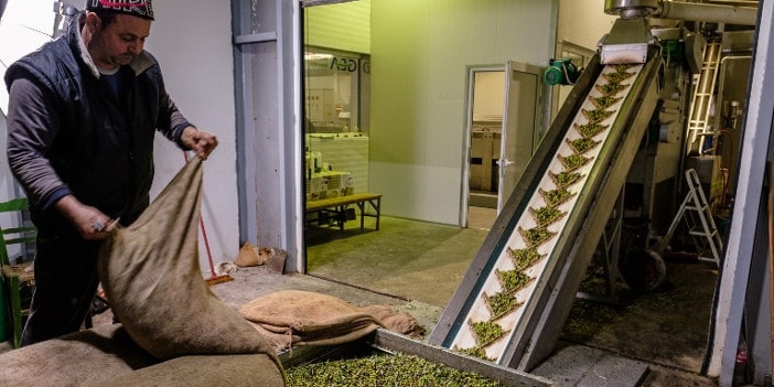 Die Olivenölherstellung: Anlieferung der erntefrischen Öl-Oliven in der Ölmühle