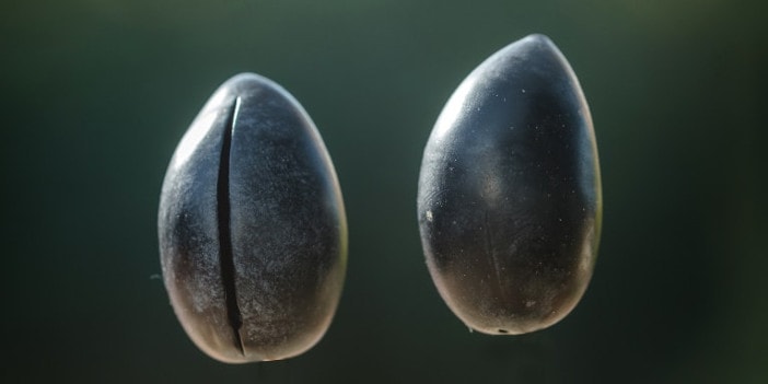 Schwarze Oliven werden mit der Rasierklinge angeritzt, wodurch sich Aromen besser entfalten können