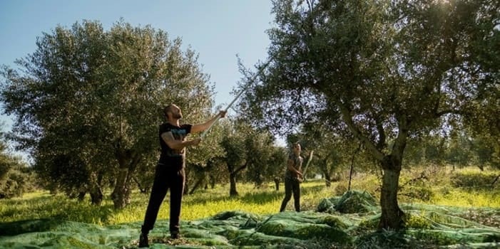 Traditionelle Olivenernte auf der Peloponnes mit Erntestöcken, Auffangnetzen und Baumrechen.